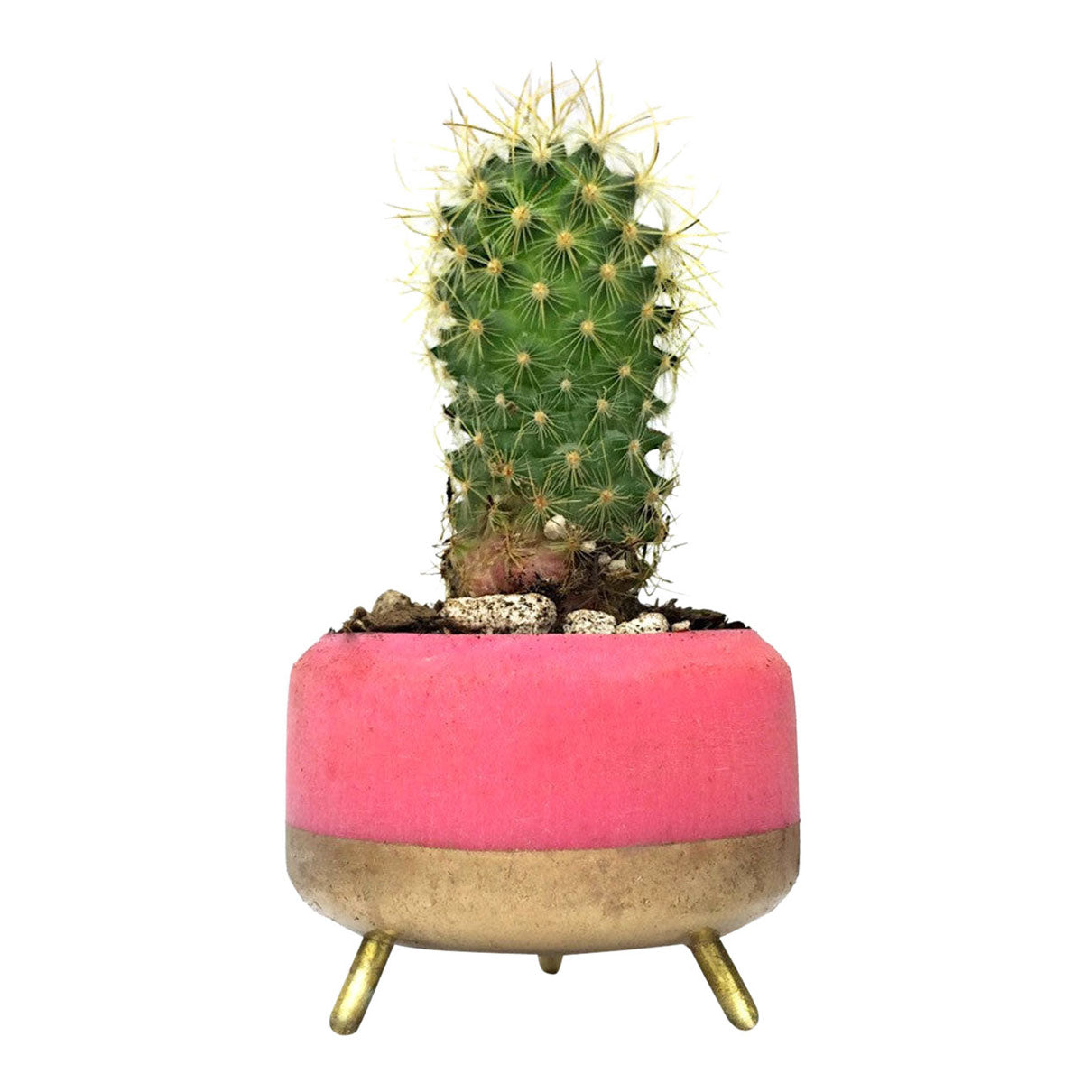 MapleXO Street Planter image 2